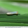 coenonympha leander larva1